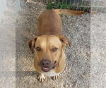 Small #1 Labrador Retriever-Red Heeler Mix