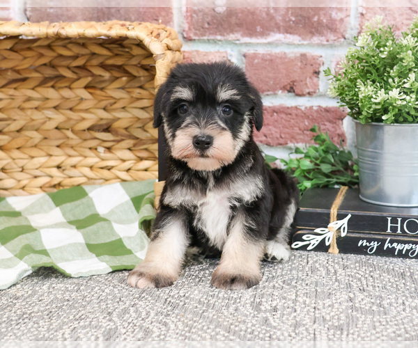 Medium Photo #8 Schnauzer (Miniature) Puppy For Sale in SYRACUSE, IN, USA