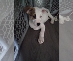 Small Photo #1 Alaskan Husky-American Pit Bull Terrier Mix Puppy For Sale in JACKSONVILLE, FL, USA