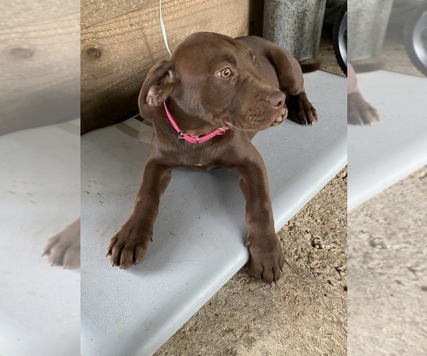 Medium Photo #1 American Bully-Labrador Retriever Mix Puppy For Sale in KENTWOOD, LA, USA