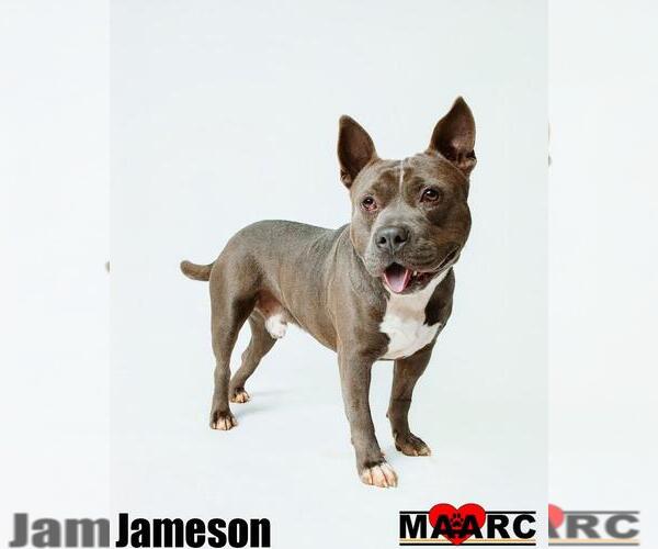 Medium Photo #7 American Bulldog-Unknown Mix Puppy For Sale in Maryville, TN, USA