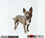 Small #6 American Bulldog Mix
