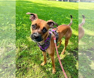 Nelly - Female Boxer-Unknown Mix Dog for Adoption - Photo #2
