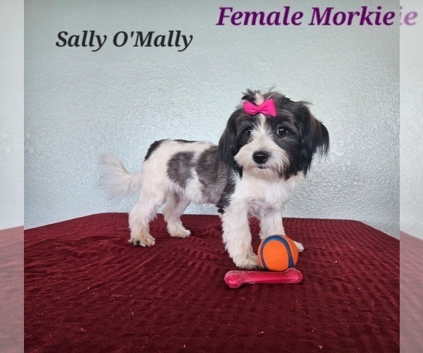 Medium Photo #1 Morkie Puppy For Sale in TUCSON, AZ, USA
