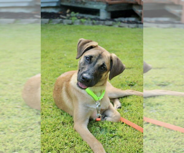 Medium Photo #21 Black Mouth Cur-Unknown Mix Puppy For Sale in Brewster, NY, USA