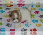 Small #3 Pomeranian