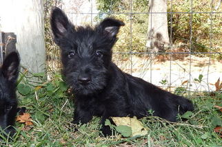 Scottish Terrier Puppy for sale in LEON, WV, USA
