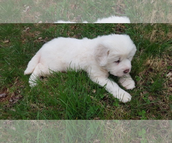 Medium Photo #4 Great Pyrenees Puppy For Sale in ROCKVILLE, MD, USA