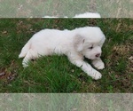 Small Photo #4 Great Pyrenees Puppy For Sale in ROCKVILLE, MD, USA