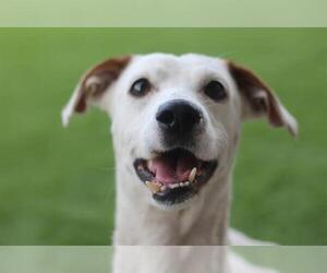 Mutt Dogs for adoption in Grand Prairie, TX, USA