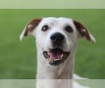 DRAKO - Male Mutt Dog for Adoption - Small photo