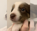 Small Photo #3 Australian Shepherd-Border-Aussie Mix Puppy For Sale in ORLANDO, FL, USA