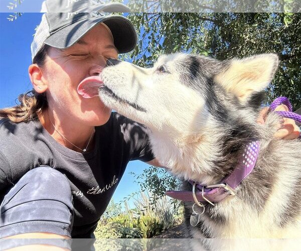 Medium Photo #1 Siberian Husky Puppy For Sale in  Ramona, CA, USA
