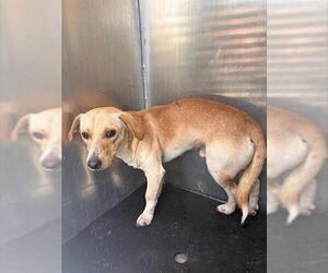 Dachshund-Unknown Mix Dogs for adoption in San Antonio, TX, USA