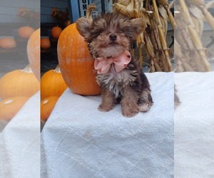YorkiePoo Puppy for sale in NILES, MI, USA