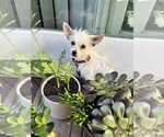Small #2 Mutt