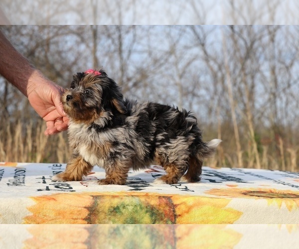 Medium Photo #5 ShihPoo Puppy For Sale in DYERSBURG, TN, USA