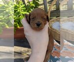 Puppy Butternut Cock-A-Poo-Poodle (Miniature) Mix