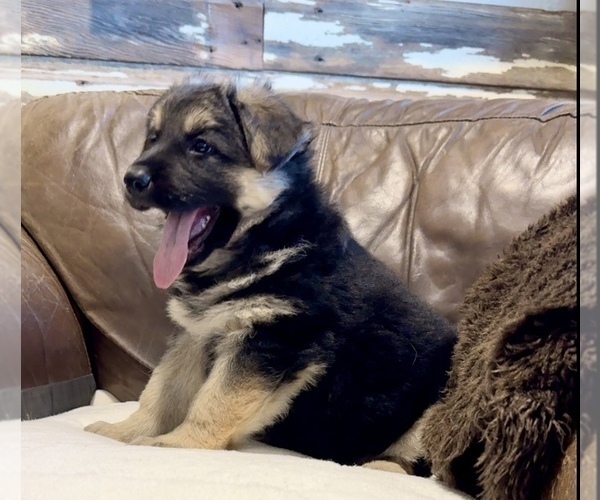 Medium Photo #19 German Shepherd Dog Puppy For Sale in BRIGHTON, CO, USA