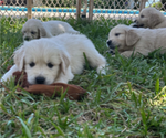 Small Photo #6 English Cream Golden Retriever Puppy For Sale in PORT SAINT LUCIE, FL, USA