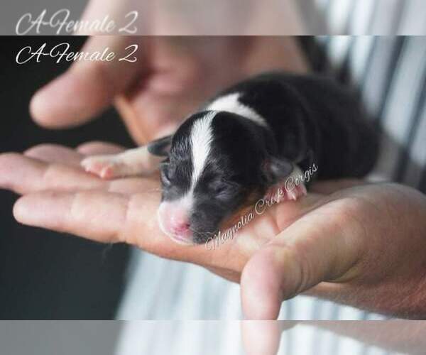 Medium Photo #4 Pembroke Welsh Corgi Puppy For Sale in ANDALUSIA, AL, USA