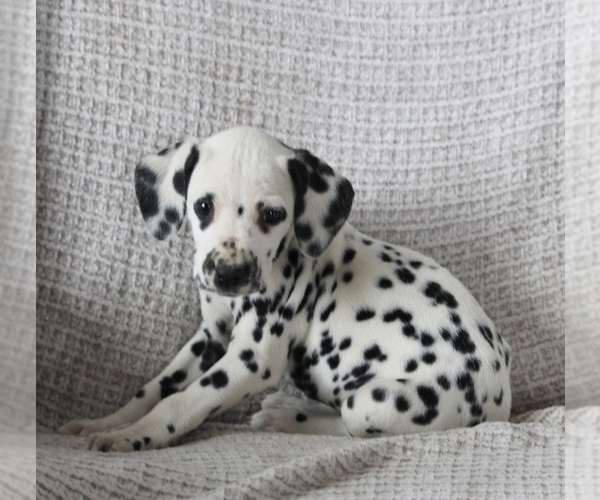 Medium Photo #2 Dalmatian Puppy For Sale in FREDERICKSBURG, OH, USA