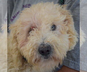 Muffin - Female Unknown-Wheaten Terrier Mix Dog for Adoption - Photo #4