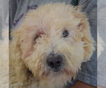 Small Photo #4 Unknown-Wheaten Terrier Mix Puppy For Sale in Huntley, IL, USA