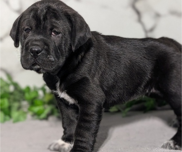 Medium Photo #49 Cocker-Pei Puppy For Sale in GOSHEN, IN, USA