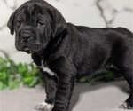 Small Photo #49 Cocker-Pei Puppy For Sale in GOSHEN, IN, USA