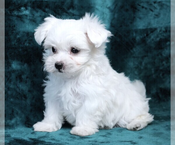 Medium Photo #5 Maltese Puppy For Sale in ROCK VALLEY, IA, USA
