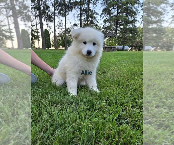 Medium Photo #2 Samoyed Puppy For Sale in UNITY, WI, USA