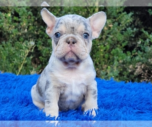 French Bulldog Puppy for sale in BOSTON, MA, USA