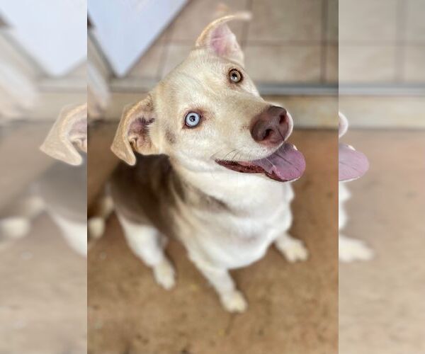 Medium Photo #2 Mutt Puppy For Sale in Shelburne, VT, USA