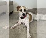 Small Photo #4 Pointer-Staffordshire Bull Terrier Mix Puppy For Sale in Oakhurst, NJ, USA