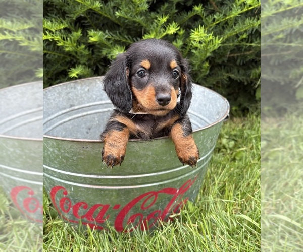 Medium Photo #3 Dachshund Puppy For Sale in MIDDLEBURY, IN, USA