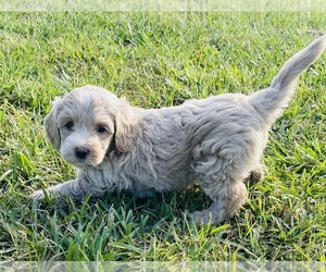 Goldendoodle (Miniature) Puppy for Sale in GROVETON, Texas USA
