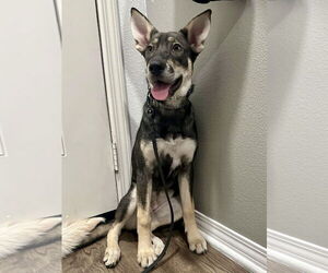 Ava - Female Siberian Husky-Unknown Mix Dog for Adoption - Photo #4