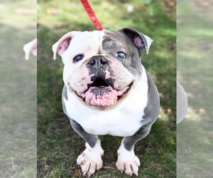 Bulldog Dogs for adoption in Perth Amboy, NJ, USA