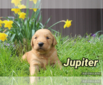 Small Photo #21 Golden Retriever Puppy For Sale in MIDDLEBURG, PA, USA