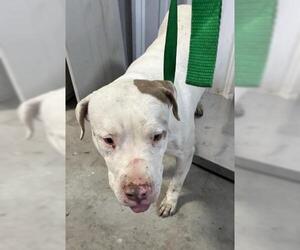 Mutt Dogs for adoption in Bakersfield, CA, USA