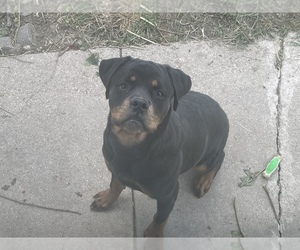 Rottweiler Puppy for sale in MILWAUKEE, WI, USA