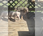 Small #1 American Bully