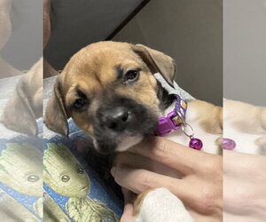 American Pit Bull Terrier-Black Mouth Cur Mix Dogs for adoption in Holly Springs, NC, USA