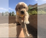 Small Photo #2 Golden Retriever Puppy For Sale in LAS VEGAS, NV, USA