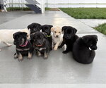 Small #1 Labrador Retriever Mix