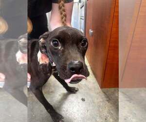 Mutt Dogs for adoption in New York, NY, USA