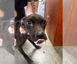 Bunny (AL) - Female Mutt Dog for Adoption - Small photo