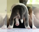 Small Photo #4 American Bully Puppy For Sale in COLLEGE PARK, MD, USA