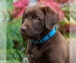 Small #1 Labrador Retriever